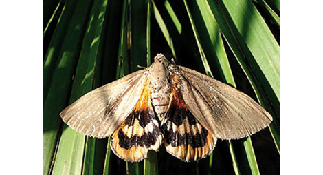 Papillon du palmier (papillon palmivore)